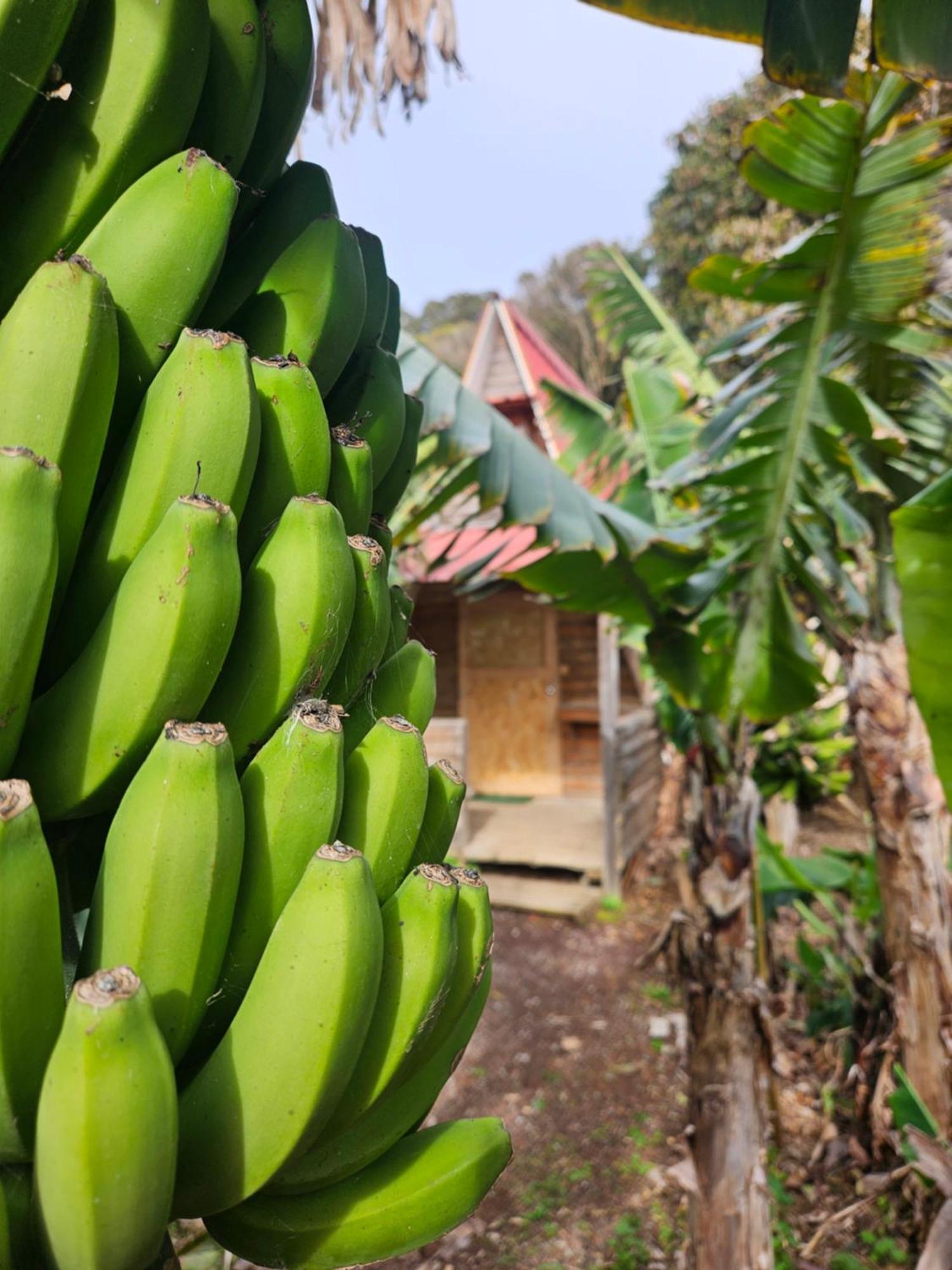 Banana Eco Camp Camping *